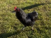 Araucana — photo 7