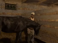 حصان, Russian warmblood — الصورة 4