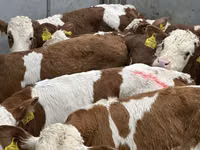牛只（批次，未指定性别）, Simmental cattle — 照片 4