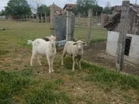 Widder, Merino sheep — Foto 2