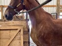 Mare, Dutch warmblood horse — photo 4