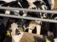 Kuh, Russian Black pied cattle — Foto 3