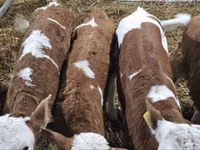 Bulle, Simmental cattle — Foto 3