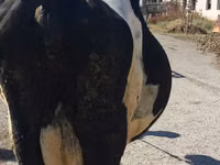 Kuh, Holstein-Rasse — Foto 2