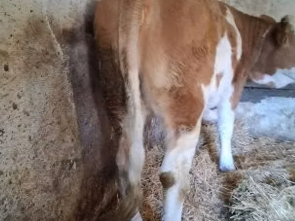 بقرة, Simmental cattle