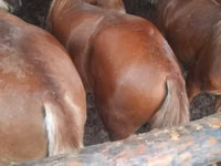 Адуу (бүлэг, хүйс заагаагүй), Horse breed — 2 зураг