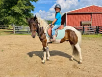 Адуу, Pinto horses — 4 зураг