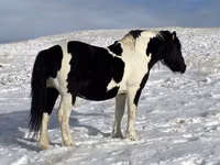 公马, Mugalzhar horse — 照片 1