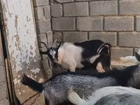 تيس, LaMancha goats — الصورة 4