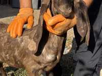Goat, Kamori goats — photo 1