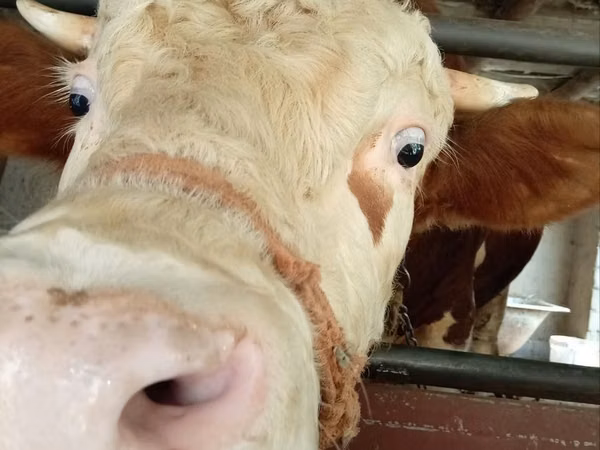 Бух, Simmental cattle