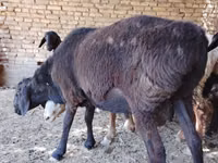 Cabro, Cabras — foto 3