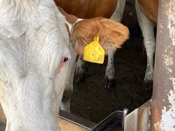 गाय, Simmental cattle