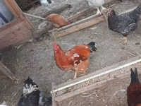 براهما — الصورة 4