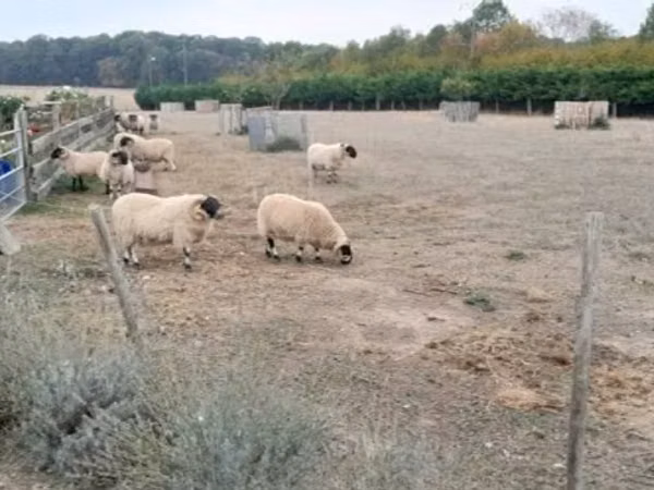 Хуц, Scottish Blackface sheep