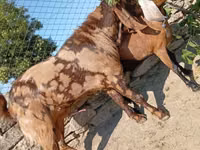 बकरा, Kamori goats — फ़ोटो 5