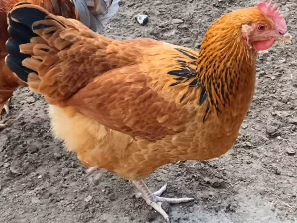 ससेक्स