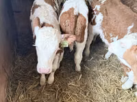 Бух, Simmental cattle — 2 зураг