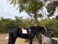 घोड़ा, Friesian — फ़ोटो 6