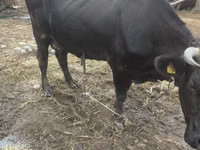 Vaca, Brown Latvian — foto 2