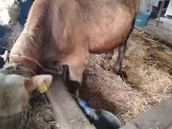 公牛, Simmental cattle