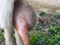 Cabra, Beetal goats — foto 3