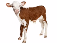 Premixuri pentru animale şi păsări / Премиксы для птиц и животных — 照片 5