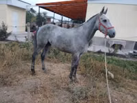 Horse (M), Friesian sport horse — photo 2