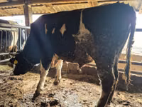 Бух, Russian Black pied cattle — 1 зураг