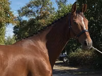 Азаргагүй морь, Hanoverian — 4 зураг