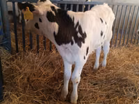ثور, Russian Black pied cattle — الصورة 4