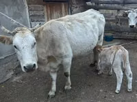 Kuh, Swiss cattle — Foto 5