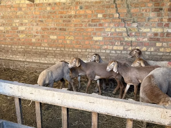 Хонь, Hissar sheep