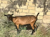 बकरी, Alpine goat — फ़ोटो 3