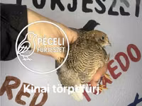 Quails — 照片 3