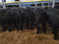 Toro, Aberdeen-Angus — foto 6