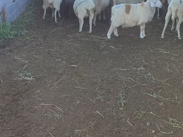 Schaf, Beulah Speckled face sheep