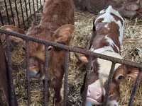 ثور, Simmental cattle — الصورة 4