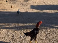 Chickens — 3 зураг