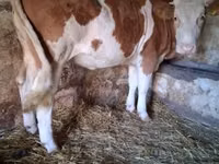 بقرة, Simmental cattle — الصورة 1