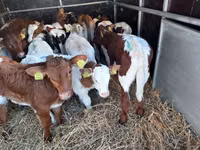 Bulle, Simmental cattle — Foto 1