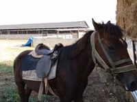 Caballo, Caballos — foto 3