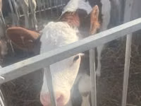 सांड, Simmental cattle — फ़ोटो 1