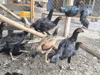 Chickens — photo 1