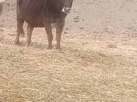 Vaca, Raza carpatiana marrón — foto 2