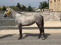 Yegua, Caballos — foto 1