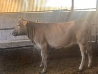 母牛, Swiss cattle — 照片 2