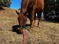Horse (M), Oldenburg horse — photo 2