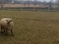 Хуц, Shroshire sheep — 4 зураг