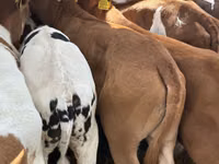 Rinder (Partie, Geschlecht nicht angegeben), Simmental cattle — Foto 6